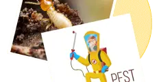 Our company is the leading termite control service providers in Chennai.
